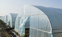 Greenhouse Film